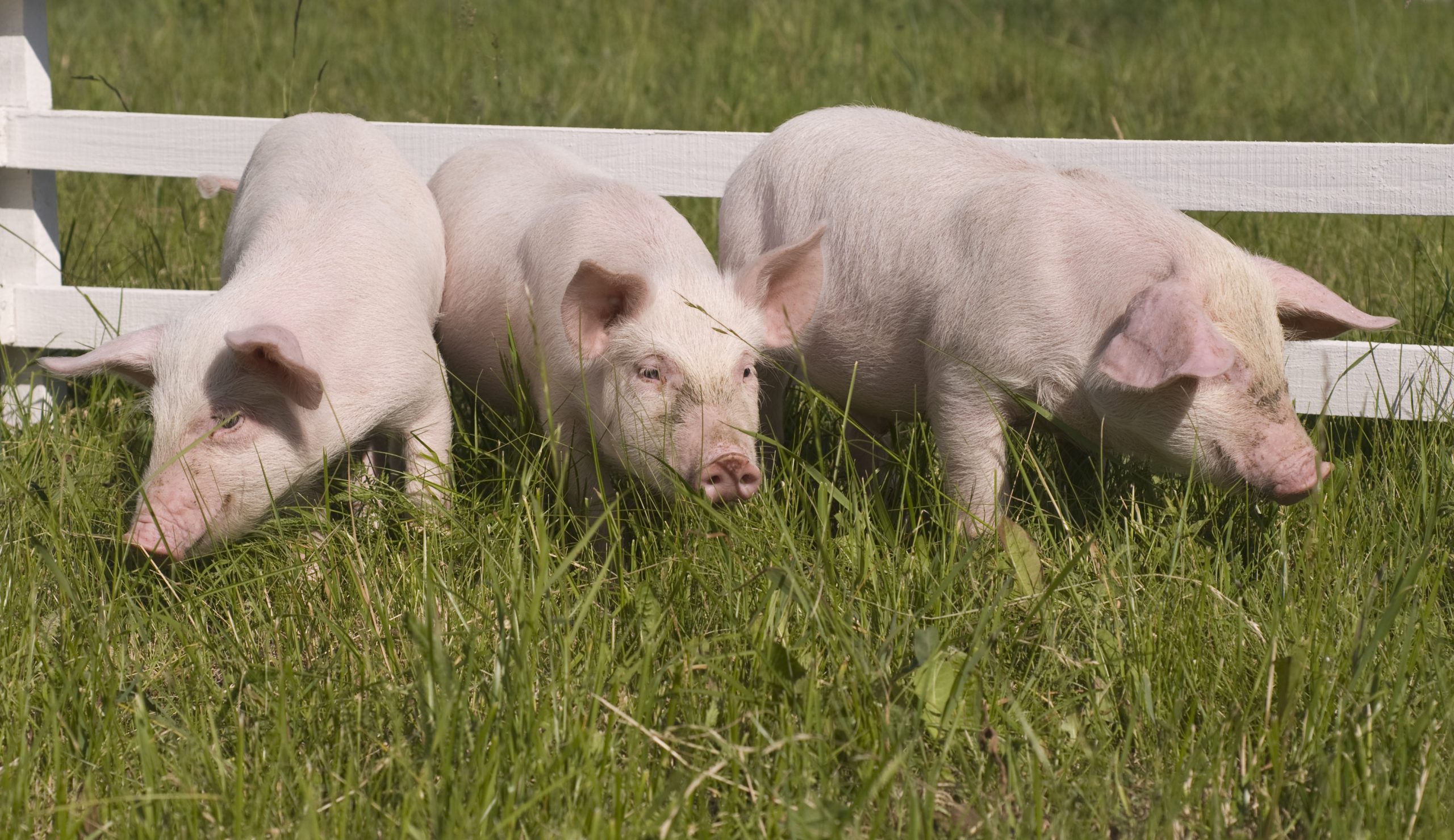 State Aid Commission Approves 6 8 Million Lithuanian Scheme To   Small Pigs Eating Grass Scaled 